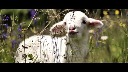 The House That Jack Built - Trailer