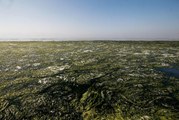 İzmir Körfezi'ni Kaplayan Deniz Marulları Zehirlenme ve Hafıza Kaybına Neden Oluyor
