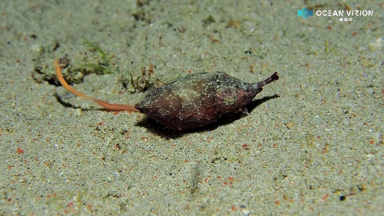 Cuttlefish Walking on the Sand