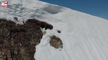 Gấu con leo đỉnh núi tuyết cao vút gây bão mạng