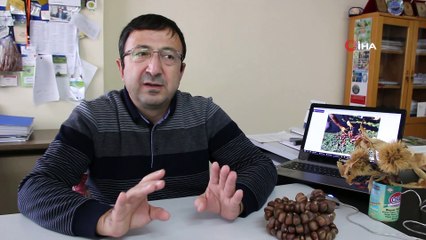 Karadeniz’de fındığa alternatif kestane