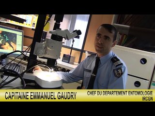 Entomologiste sur les scènes de crime