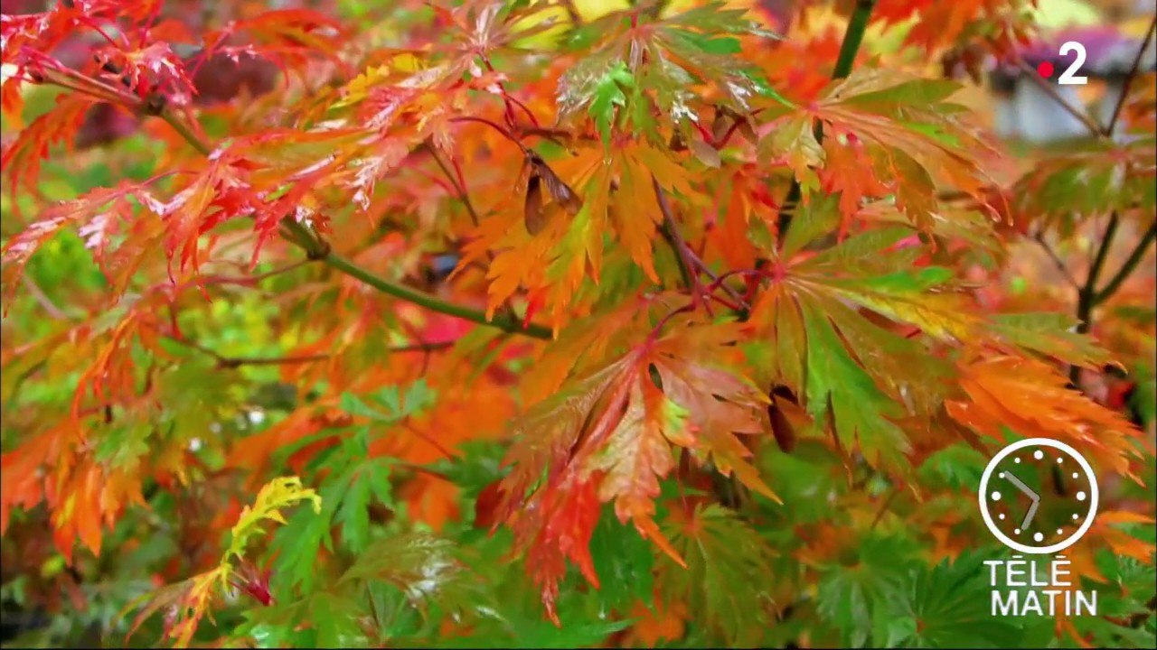 Jardin - Feuillage d’automne