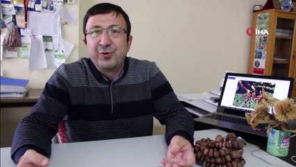 Karadeniz’de Fındığa Alternatif Kestane