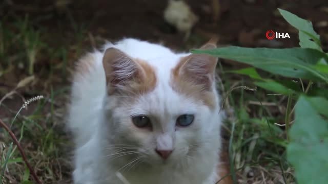 Hayvanlara Yapılan Şiddete Dayanamadı, Kedi Belgeseli Çekti