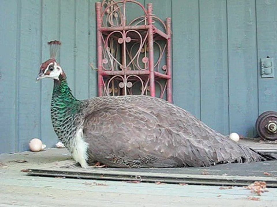 baby peacock
