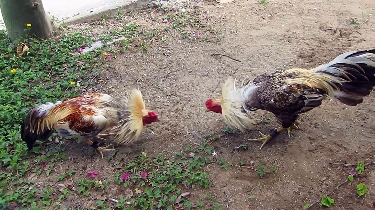 fighting cocks