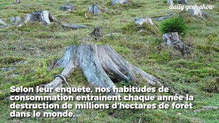 Chaque Français consomme 352 m2 de forêt par an