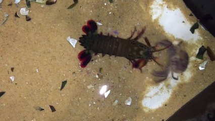 Mantis Shrimp Attacks Crab