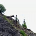 Ils s’amusent à balancer des voitures depuis une falaise