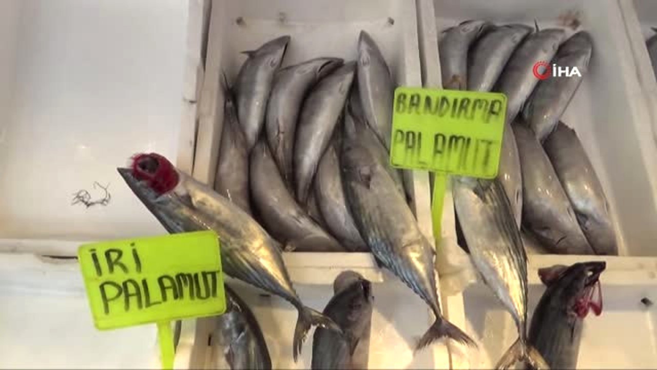 Palamut Tahtını Hamsiye Devrediyor...bandırma'da Hamsinin Kilosu 10 TL'yi Gördü