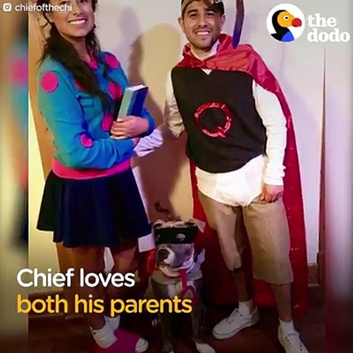 This sweet dog always interrupts when his parents try to kiss — he even gives his dad dirty looks 