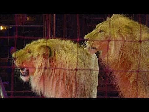 عرض الاسود المرعب من السيرك الروسى