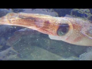 Eps 22 –El Alem Men Hawlna Program| الحلقة الثانيةوالعشرون ( حيوانات بسيطة ) - برنامج العلم من حولنا