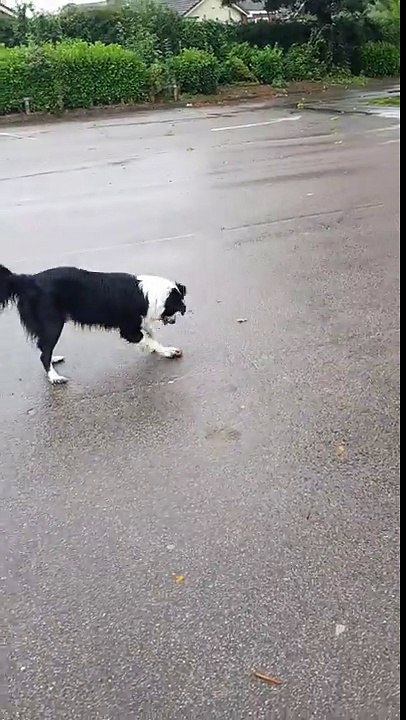 Un chien joue avec une pierre