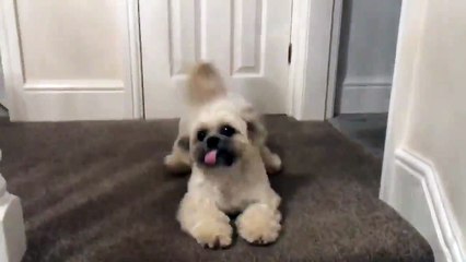 Un chien content de retrouver son maître