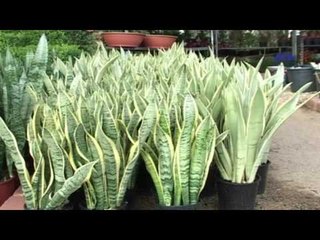 Episode 16–Nabtat EL Zieena Program | الحلقة السادسة عشر  - برنامج نباتات الزينة