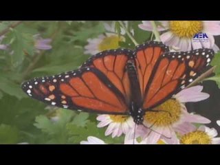 Eps 02 –El Alem Men Hawlna  Program| الحلقة الثانية (التكيف ) - برنامج العلم من حولنا