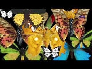 Episode 04–Nabtat EL Zieena Program | الحلقة الرابعة - برنامج نباتات الزينة