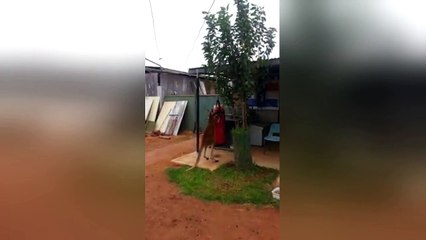 Rocco the boxing kangaroo pounds the heavy bag