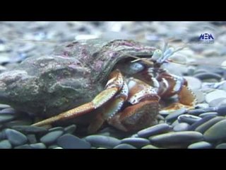 Eps 14 –El Alem Men Hawlna  | الحلقة الرابعة عشر ( استكشافات البيئه  البحريه) -  العلم من حولنا