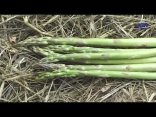 Eps 21 –El Alem Men Hawlna Program| الحلقة الواحدوالعشرون ( اجزاء النباتات ) - برنامج العلم من حولنا