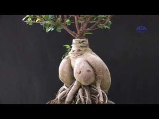 Episode 03–Nabtat EL Zieena Program | الحلقة الثالثة - برنامج نباتات الزينة