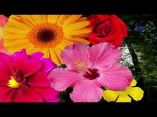 Episode 05–Nabtat EL Zieena Program | الحلقة الخامسة - برنامج نباتات الزينة