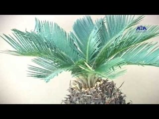 Episode 07–Nabtat EL Zieena Program | الحلقة السابعة - برنامج نباتات الزينة