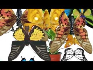 Episode 08–Nabtat EL Zieena Program | الحلقة الثامنة - برنامج نباتات الزينة