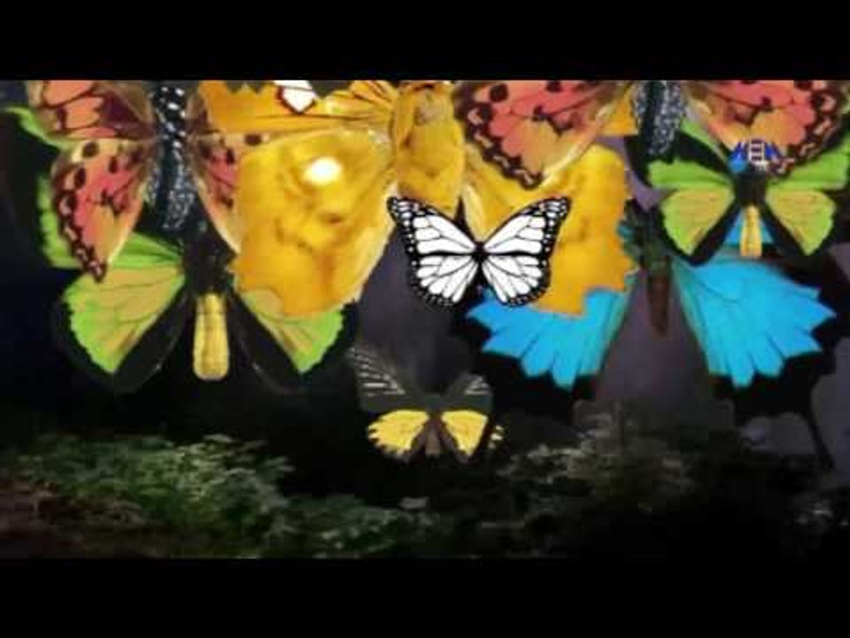 Episode 19–Nabtat EL Zieena Program | الحلقة التاسعة عشر - برنامج نباتات الزينة