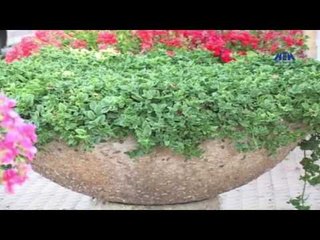 Episode 24–Nabtat EL Zieena Program | الحلقة الرابعة والعشرون - برنامج نباتات الزينة