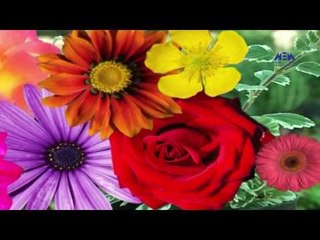 Episode 10–Nabtat EL Zieena Program | الحلقة العاشرة  - برنامج نباتات الزينة