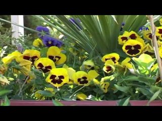 Episode 17–Nabtat EL Zieena Program | الحلقة السابعة عشر  - برنامج نباتات الزينة