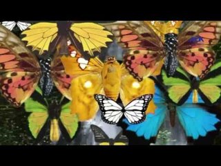 Episode 09–Nabtat EL Zieena Program | الحلقة التاسعة  - برنامج نباتات الزينة