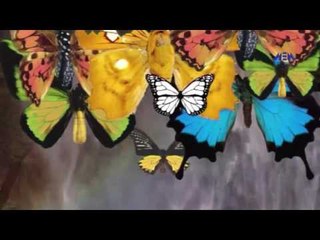 Episode 14–Nabtat EL Zieena Program | الحلقة الرابعة عشر  - برنامج نباتات الزينة