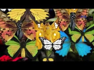 Episode 18–Nabtat EL Zieena Program | الحلقة الثامنة عشر  - برنامج نباتات الزينة