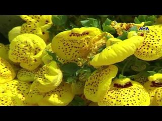 Episode 22–Nabtat EL Zieena Program | الحلقة الثانية والعشرون - برنامج نباتات الزينة