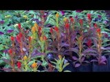 Episode 25–Nabtat EL Zieena Program | الحلقة الخامسة والعشرون - برنامج نباتات الزينة
