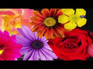 Episode 26–Nabtat EL Zieena Program | الحلقة السادسة والعشرون - برنامج نباتات الزينة