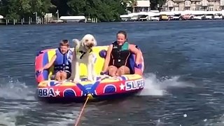These dogs on boats are hilarious! Follow Howlers for more!