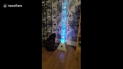 Cat mesmerised by fake fish