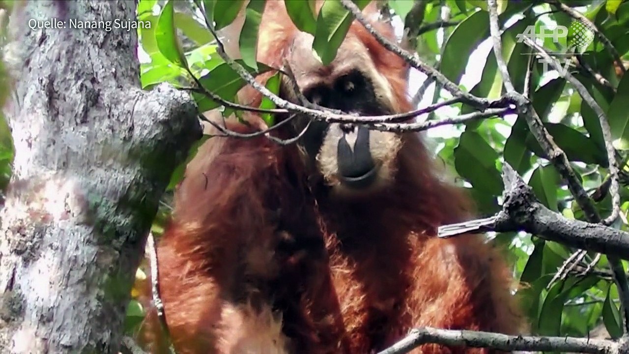 Seltenste Orang-Utan-Art der Welt durch Staudammprojekt bedroht
