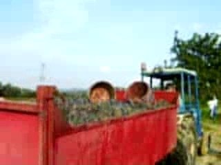 Vendanges, Colombier, France