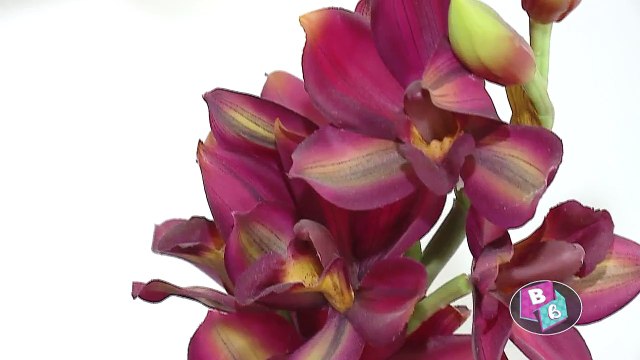 Norval Calvo fue uno de los ganadores de “La dulce vida”