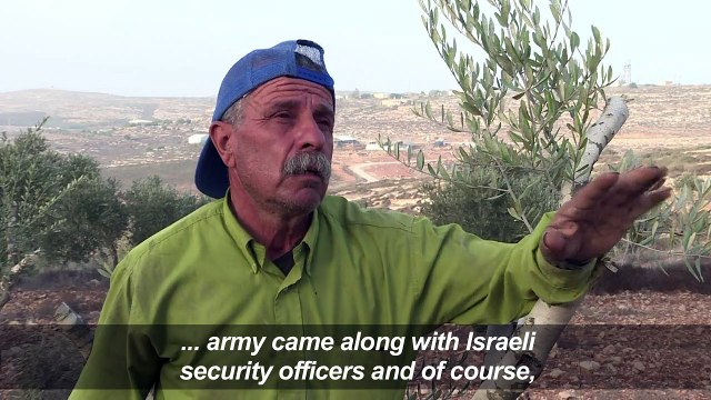 Olive tree sabotage plagues Palestinian farmers
