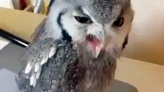 Angry Owl