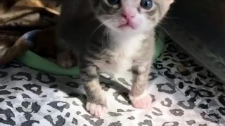 Cute Kitten funny pets