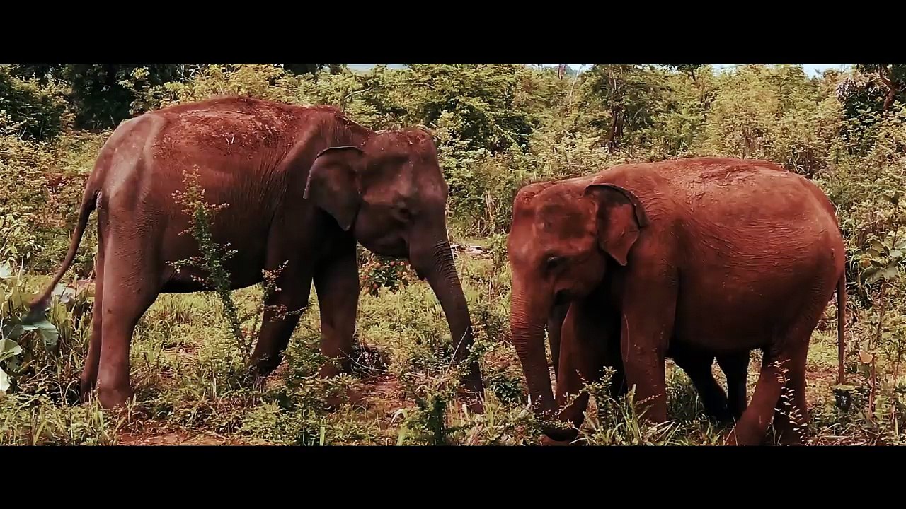 Are We Alone