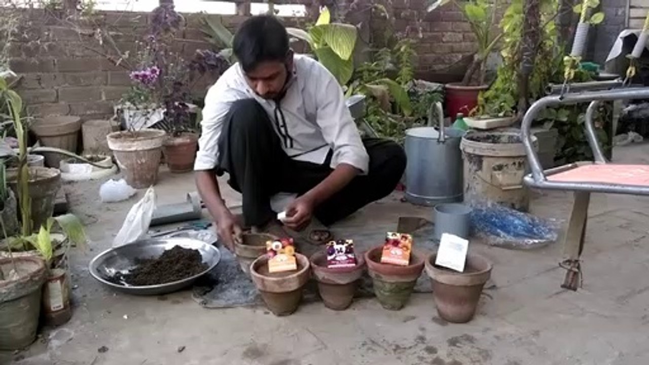 Winter vegetables & flowers seedling | Ap winter ki seedling gher per kaisay karsaktay hain, complete guide |